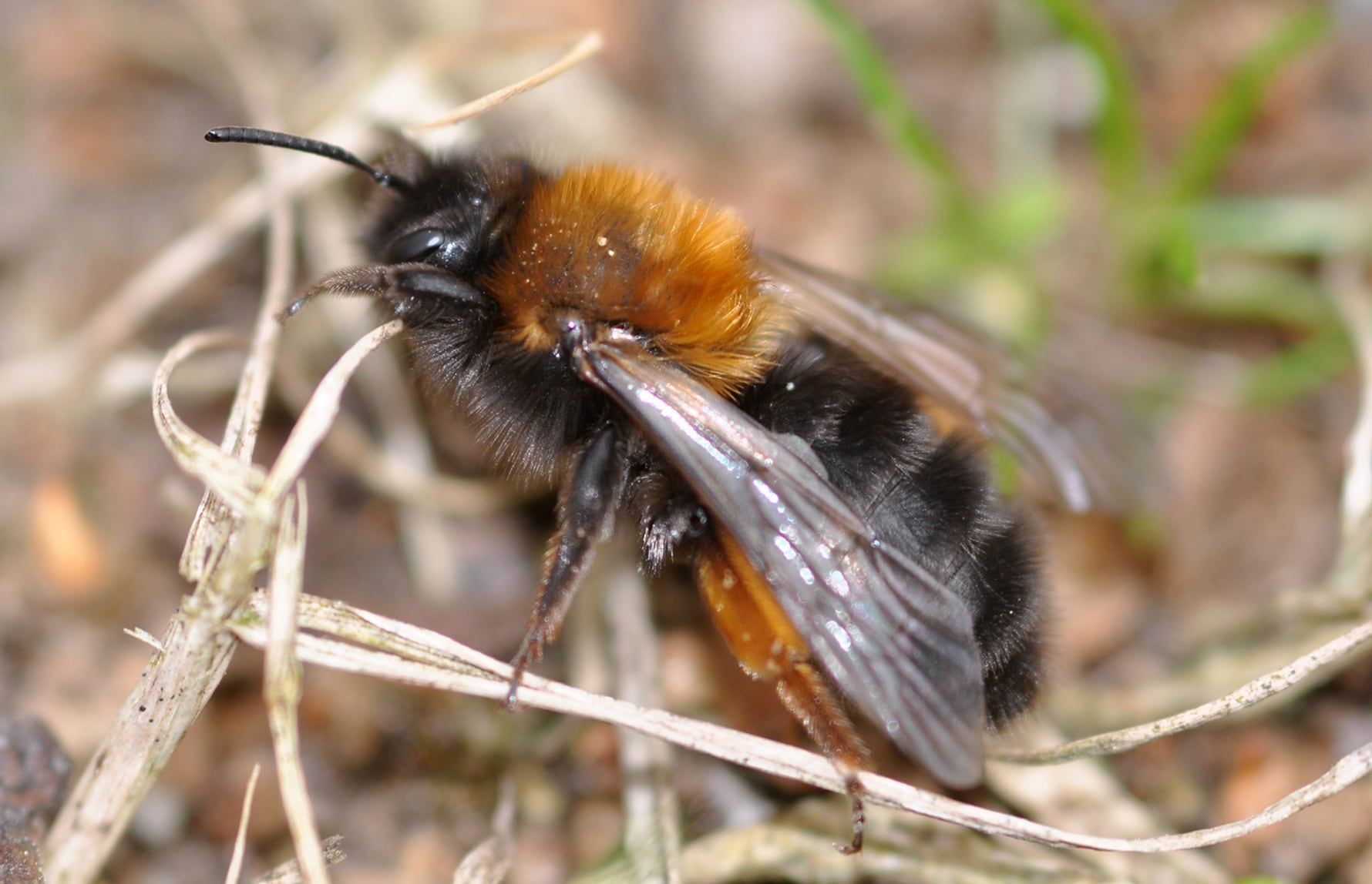 Aiwok_CC BY-SA 3.0_Vårsandbie