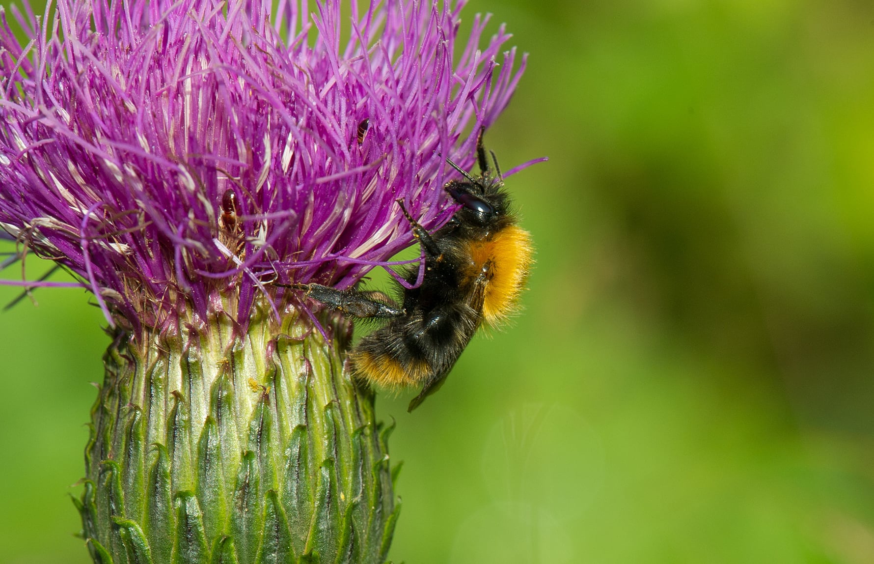 Arnstein Staverløkk_CC BY 3.0_Åkerhumle