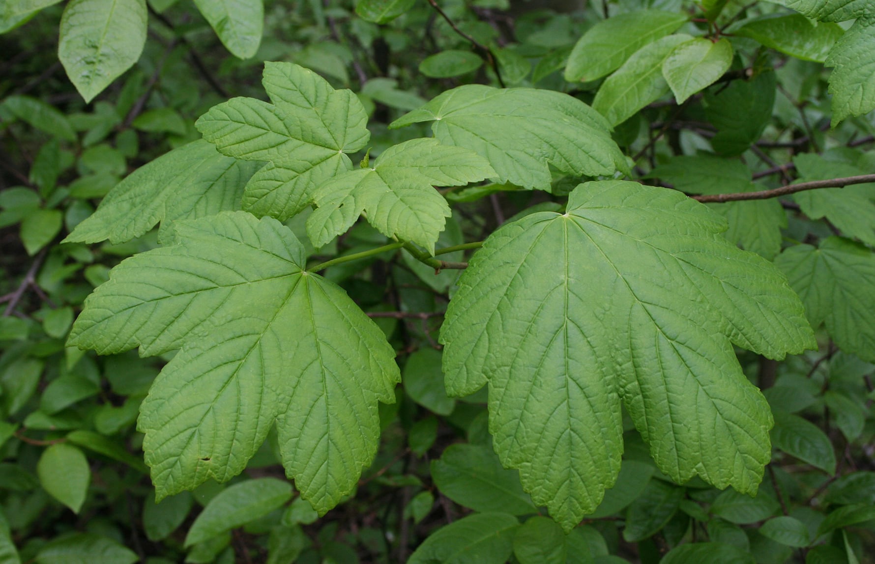 Åslaug Viken_CC BY 4.0_Plantanlønn