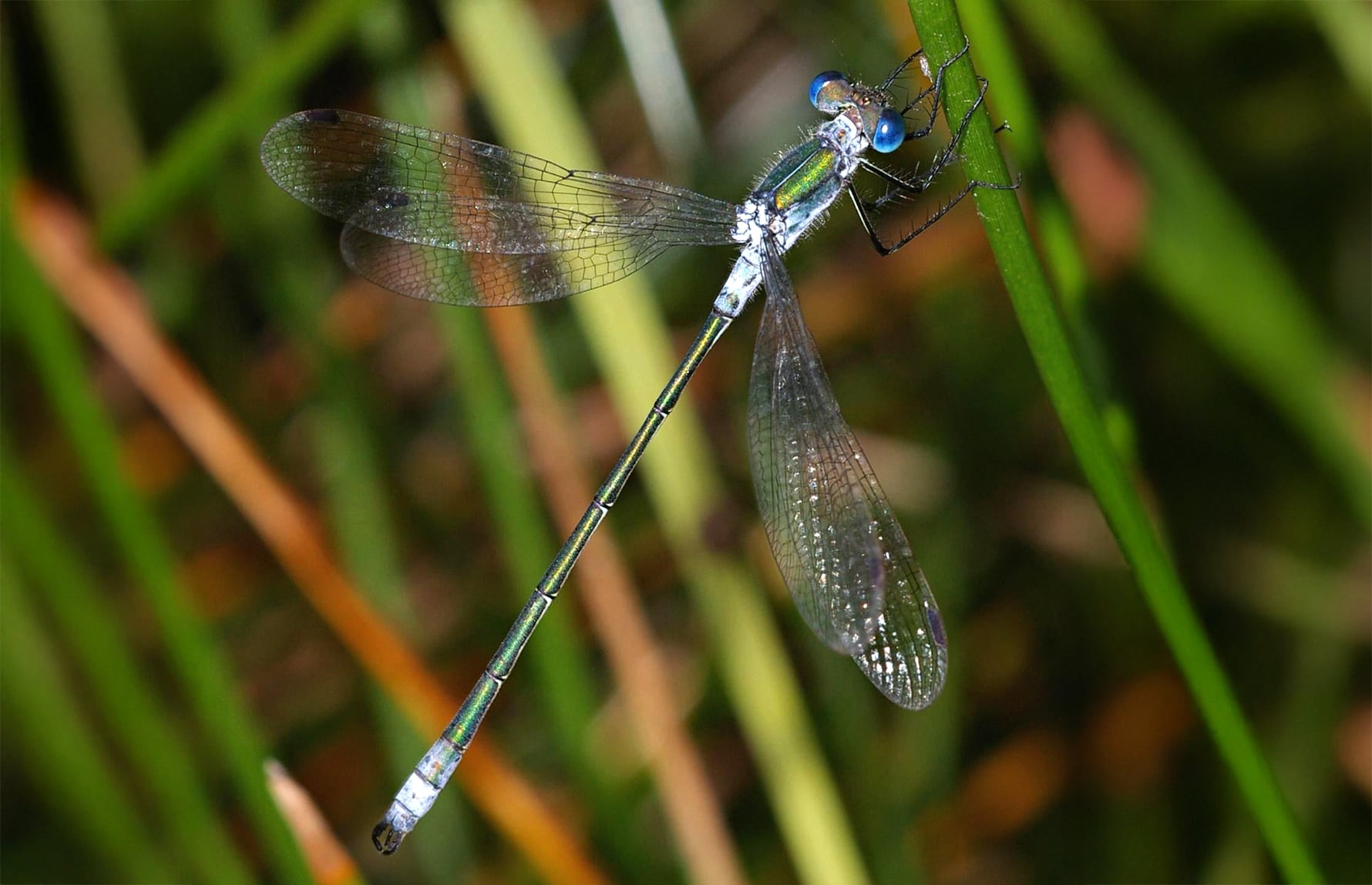 Christian Fischer_CC BY-SA 3_Nordmetallvannymfe-ki