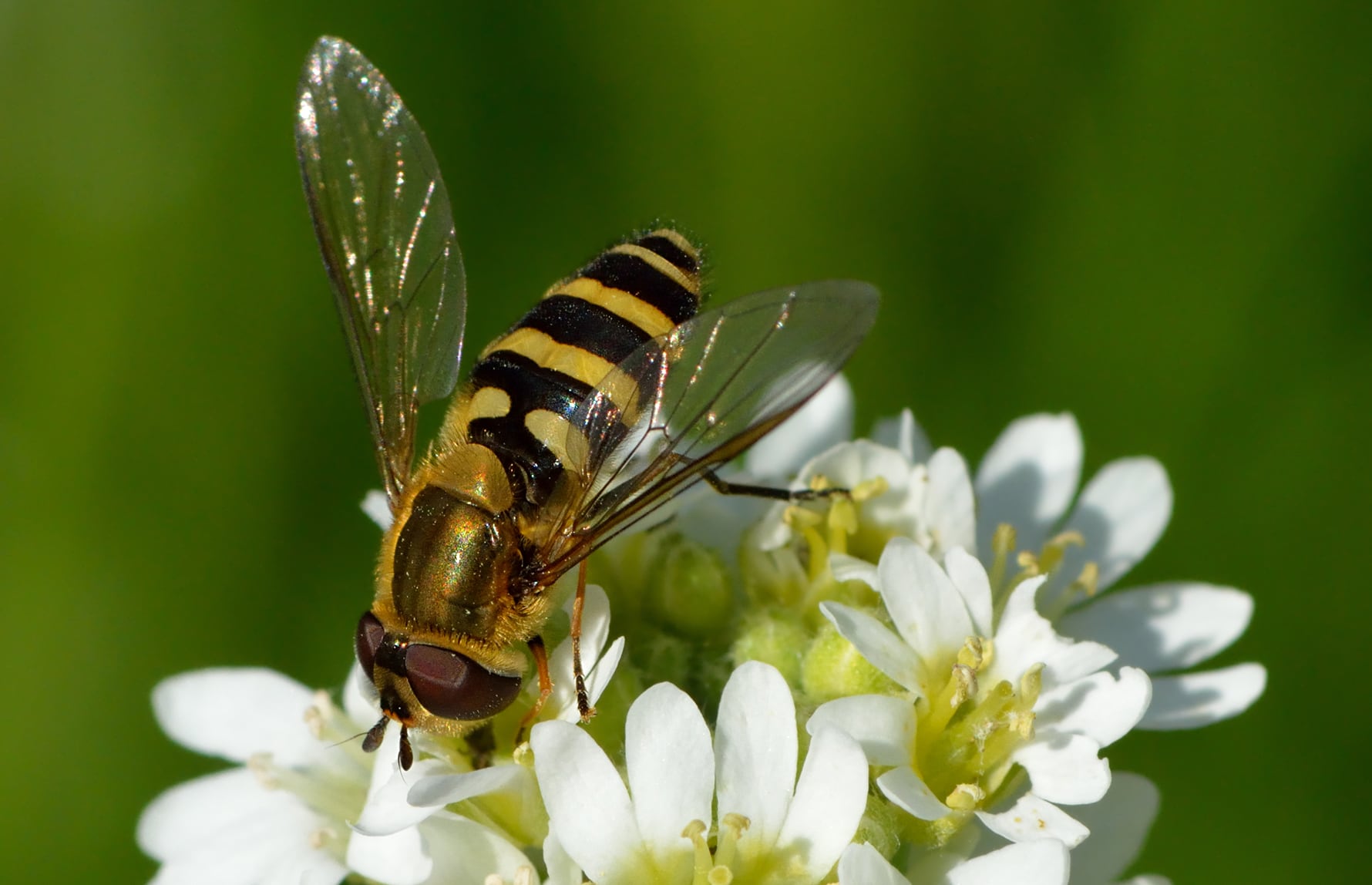 Ivar Leidus_CC BY 4.0_Vanlig Hageblomsterflue