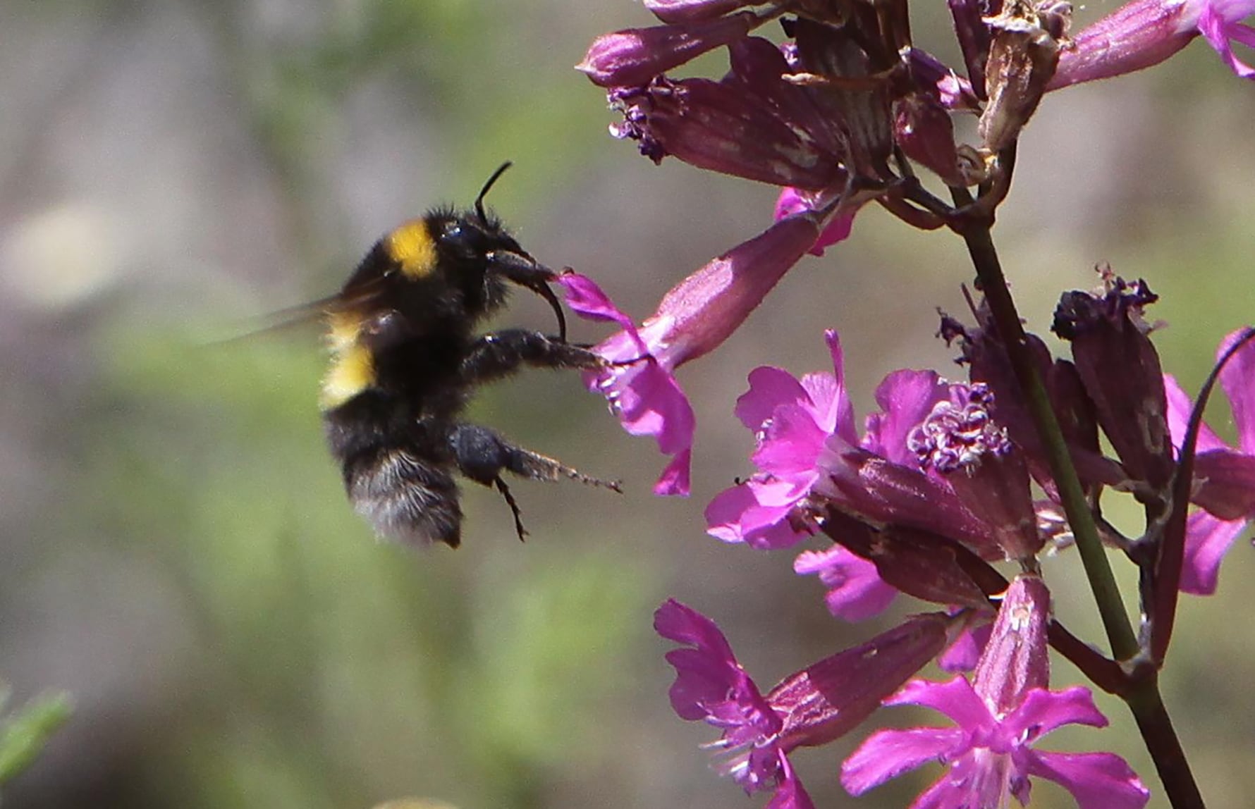 Jan Ove Gjershaug_CC BY 3.0_Hagehumle