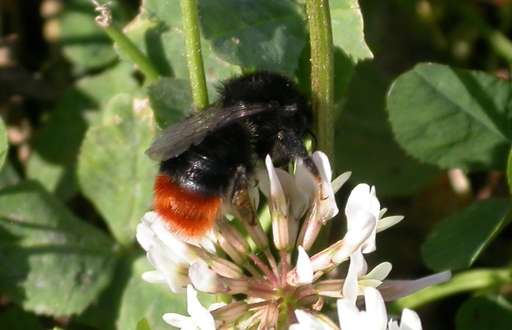 Jan Ove Gjershaug_CC BY 3.0_Steinhumle