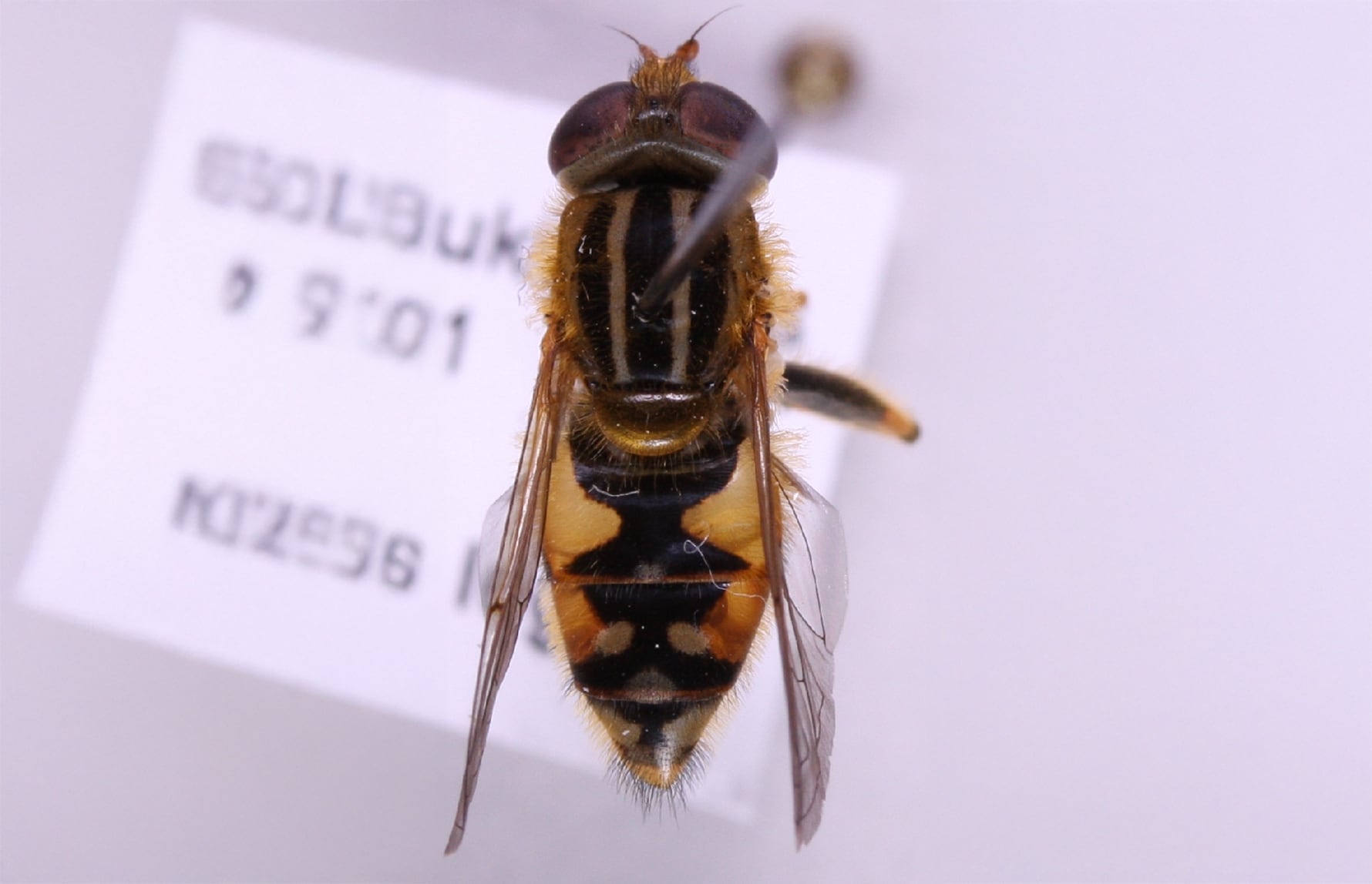 Marko Mutanen_ Copyrighted free use_Ringet strandblomsterflue-ki