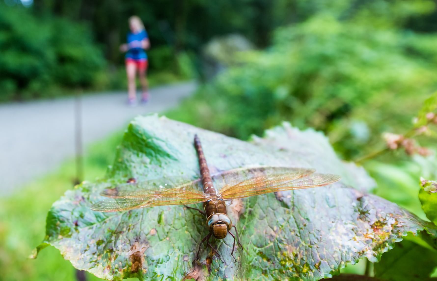 øyenstikkere-libeller