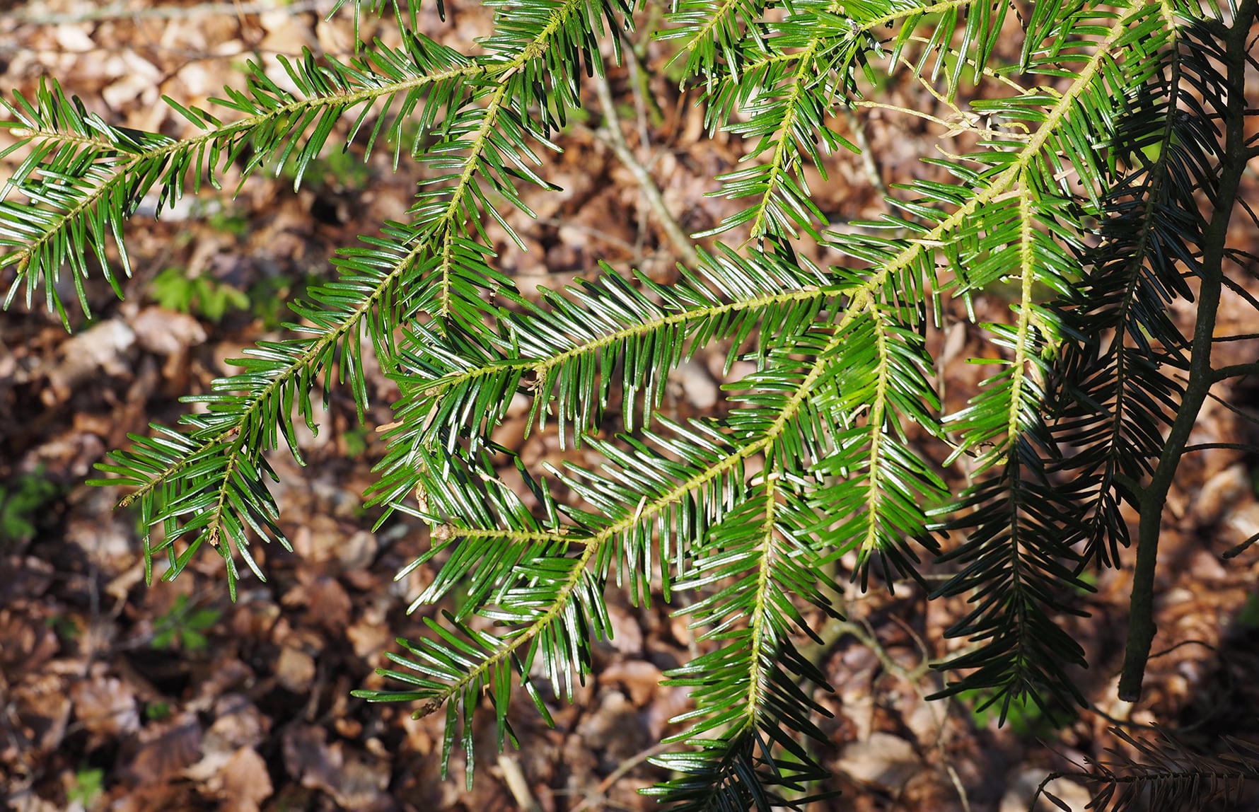 Reidar Elven_CC BY 4.0_Edelgran