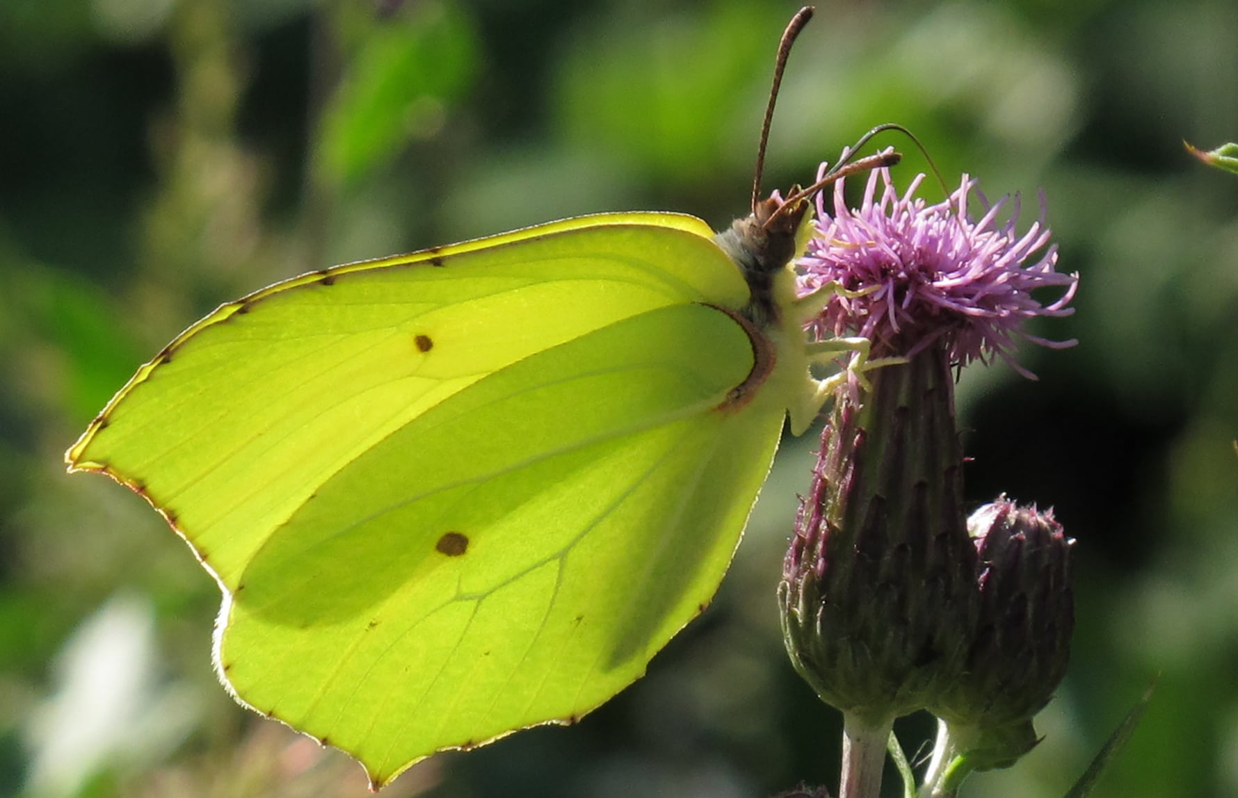 Robert Flogaus-Faust_ CC BY 4.0_Sitronsommerfugl