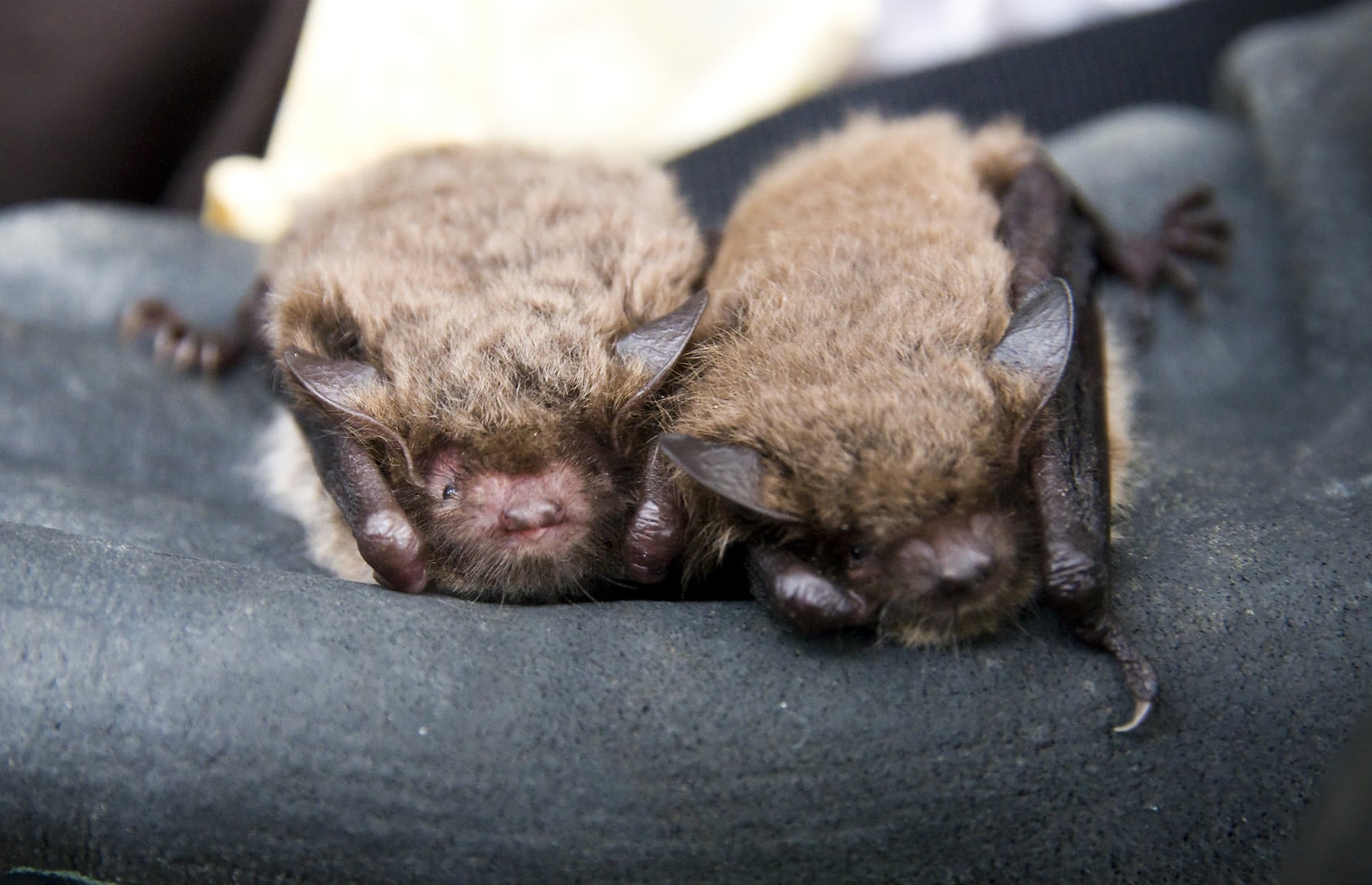 Rune Sørås_CC BY 4.0_Vannflaggermus