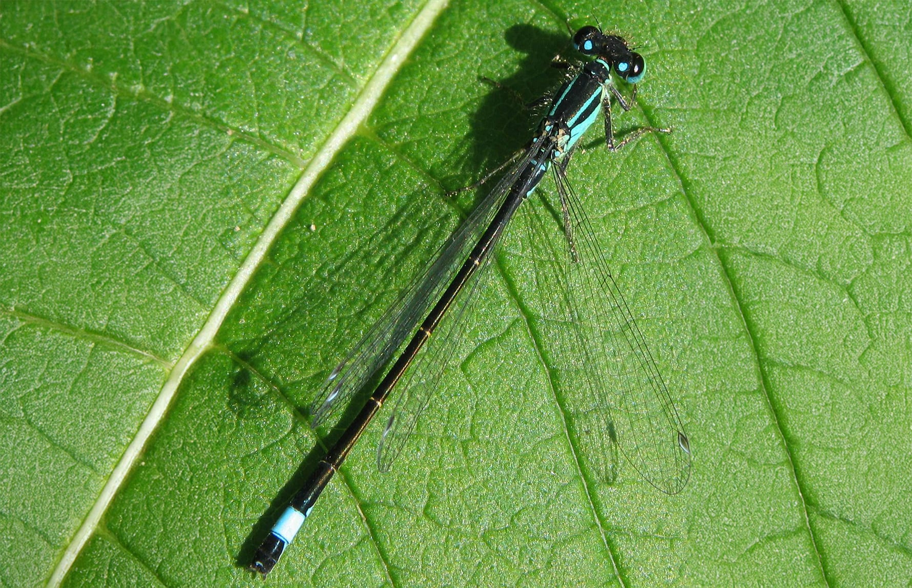 Soebe_CC BY-SA_Kystvannymfe-ki