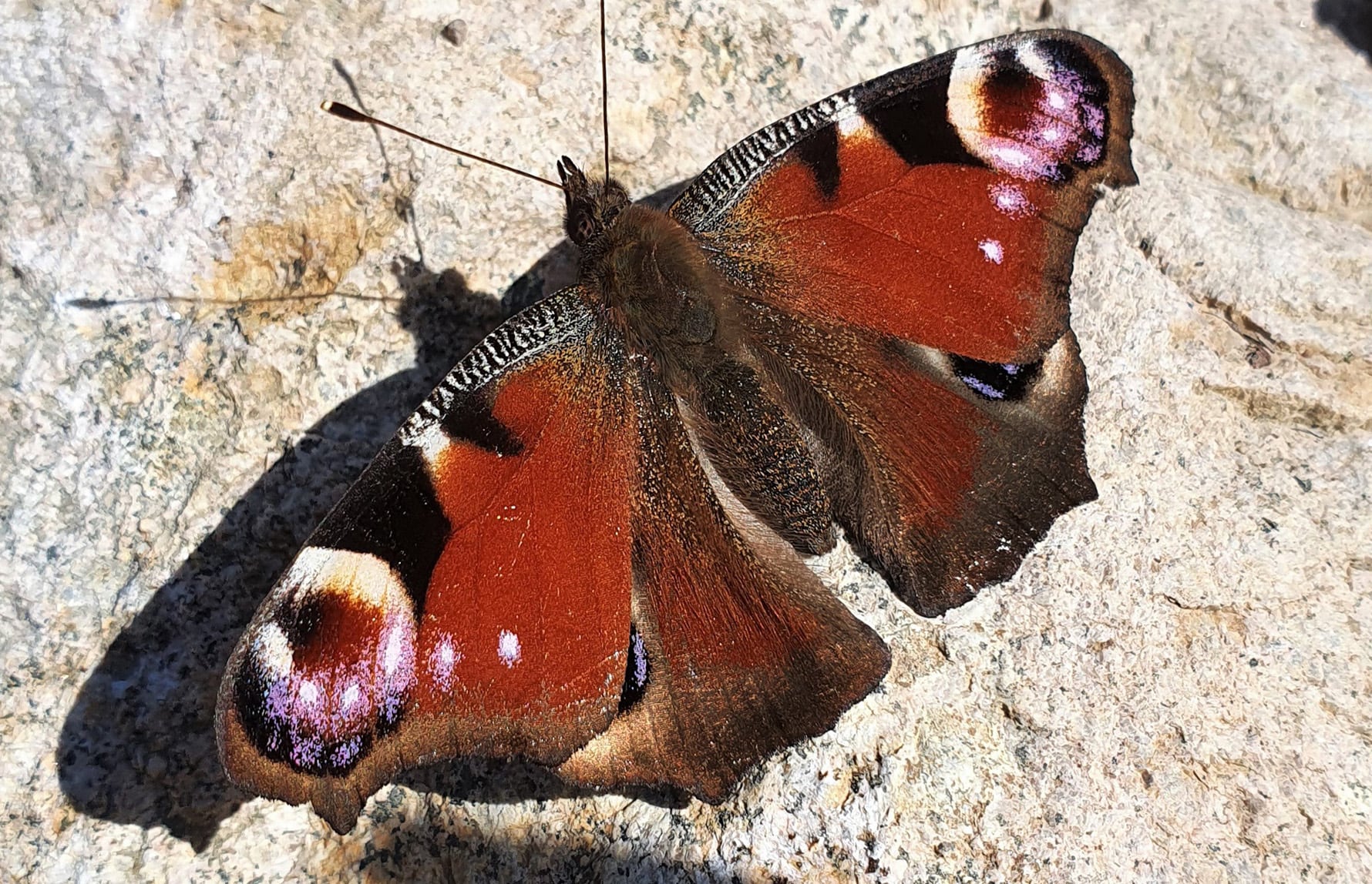 Tiril Myhre Pedersen_CC BY 4.0_Dagpåfugløye