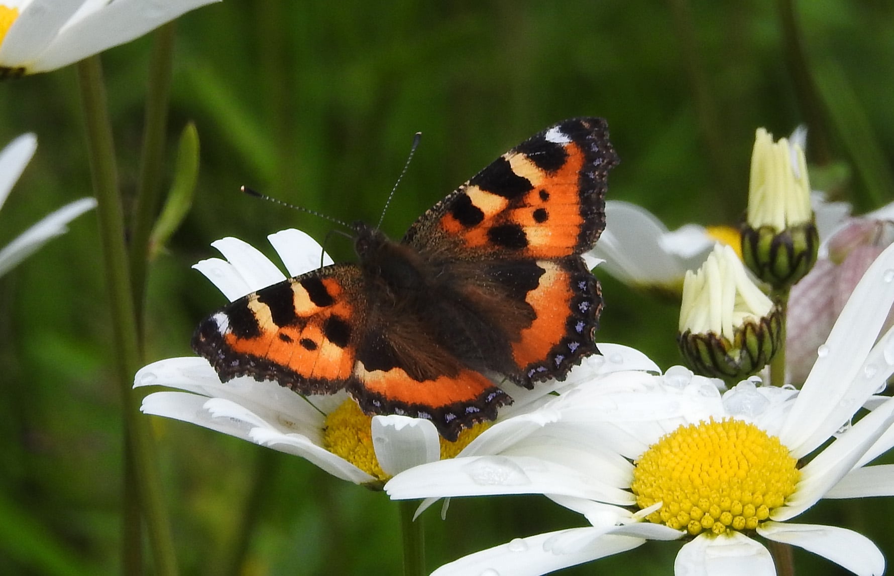 Tiril Myhre Pedersen_CC BY 4.0_Neslesommerfugl