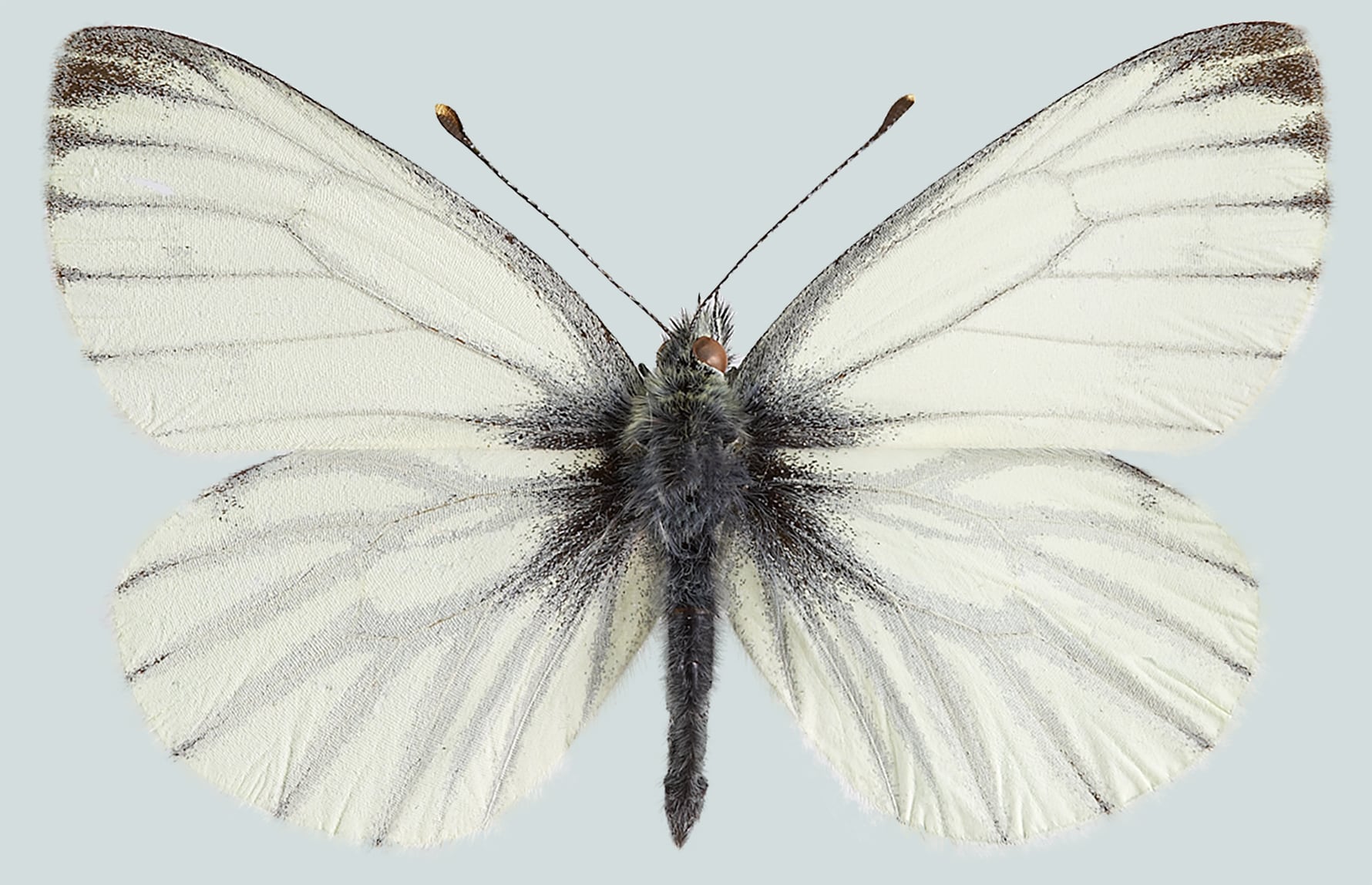 Vladimir Kononenko_CC BY-NC-SA 3.0_Rapssommerfugl