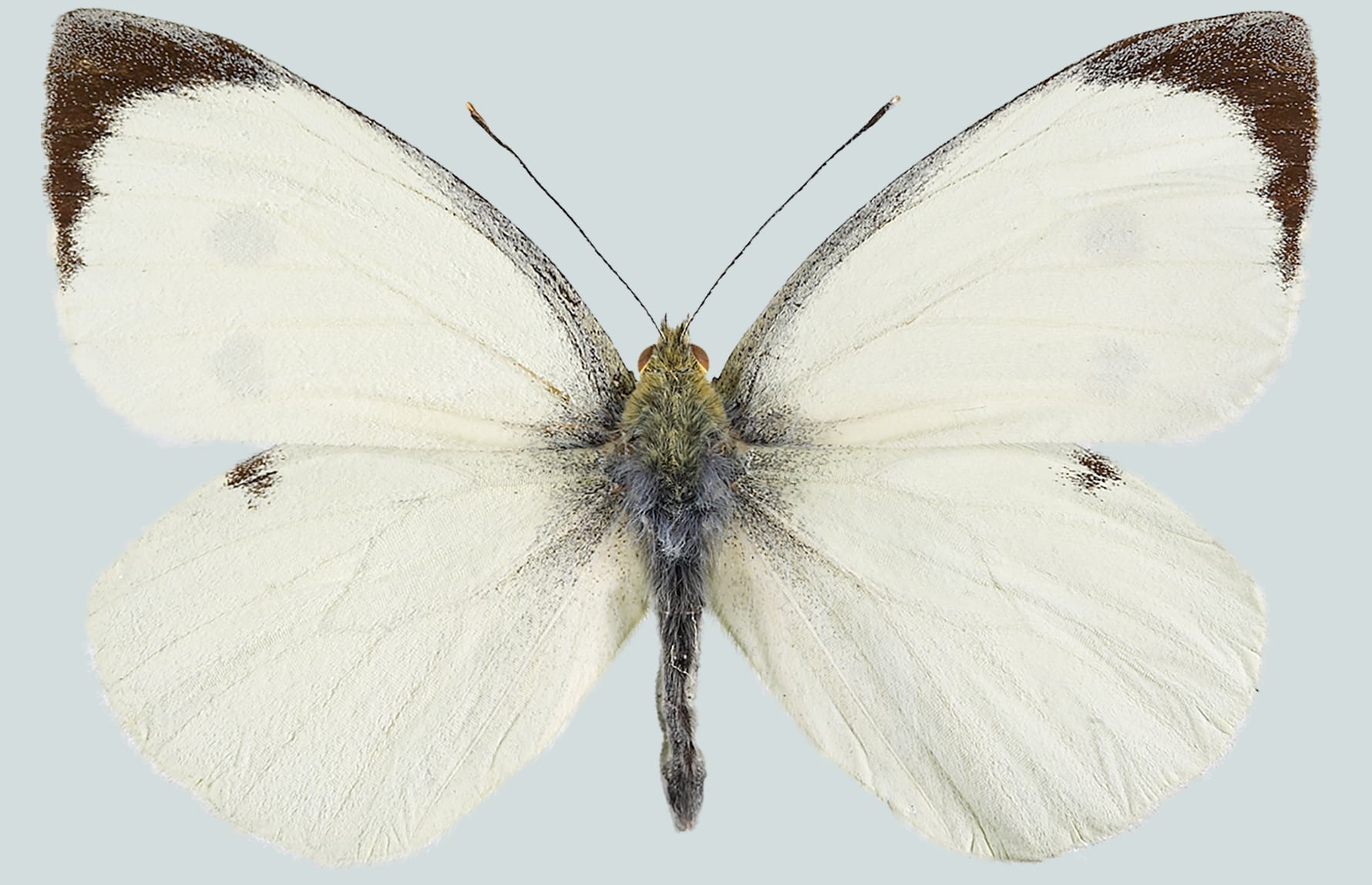 Vladimir Kononenko_CC BY-NC-SA 3.0_Stor kålsommerfugl