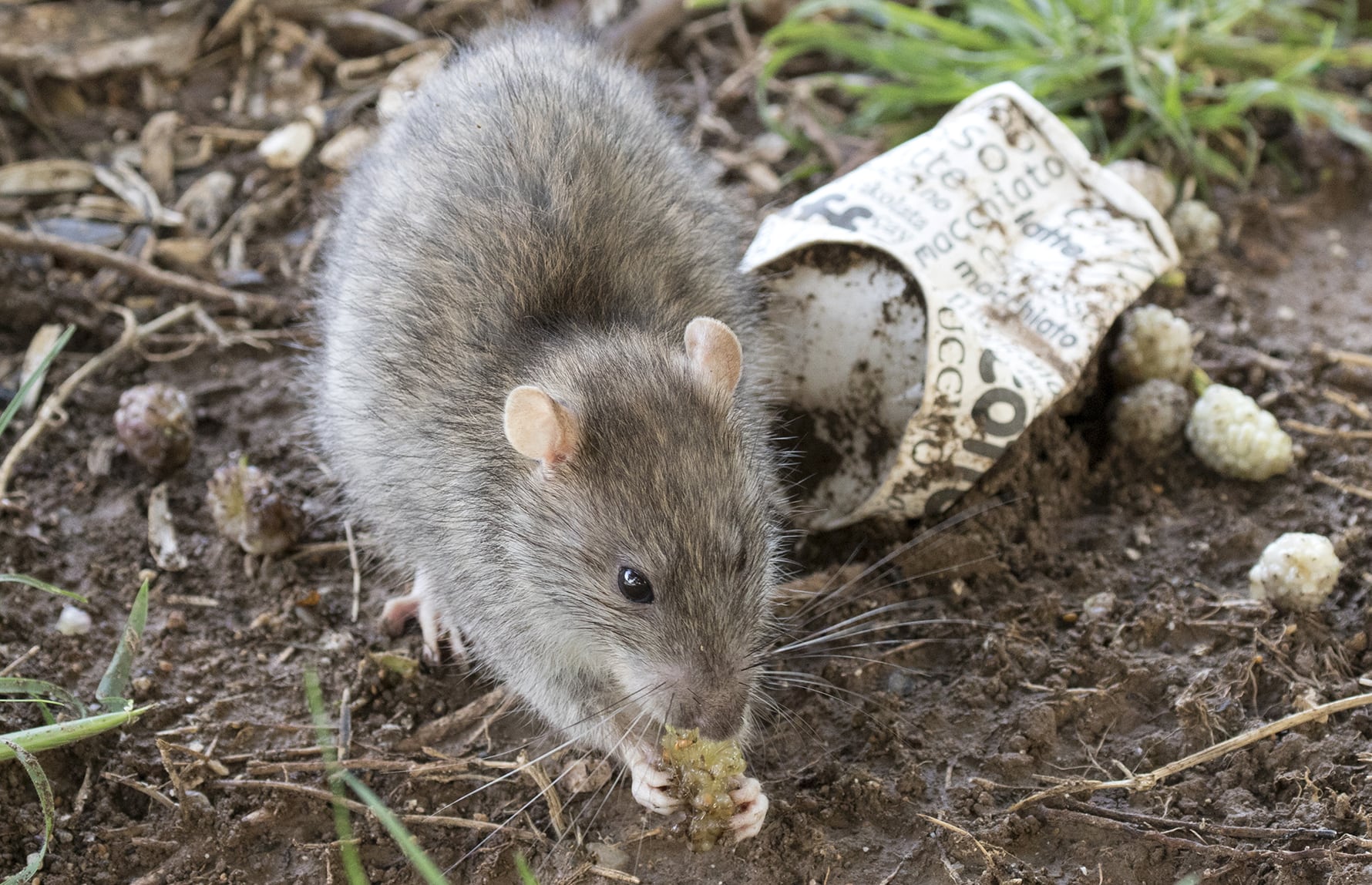 Zeynel Cebeci_CC BY-SA 4.0_Brunrotte