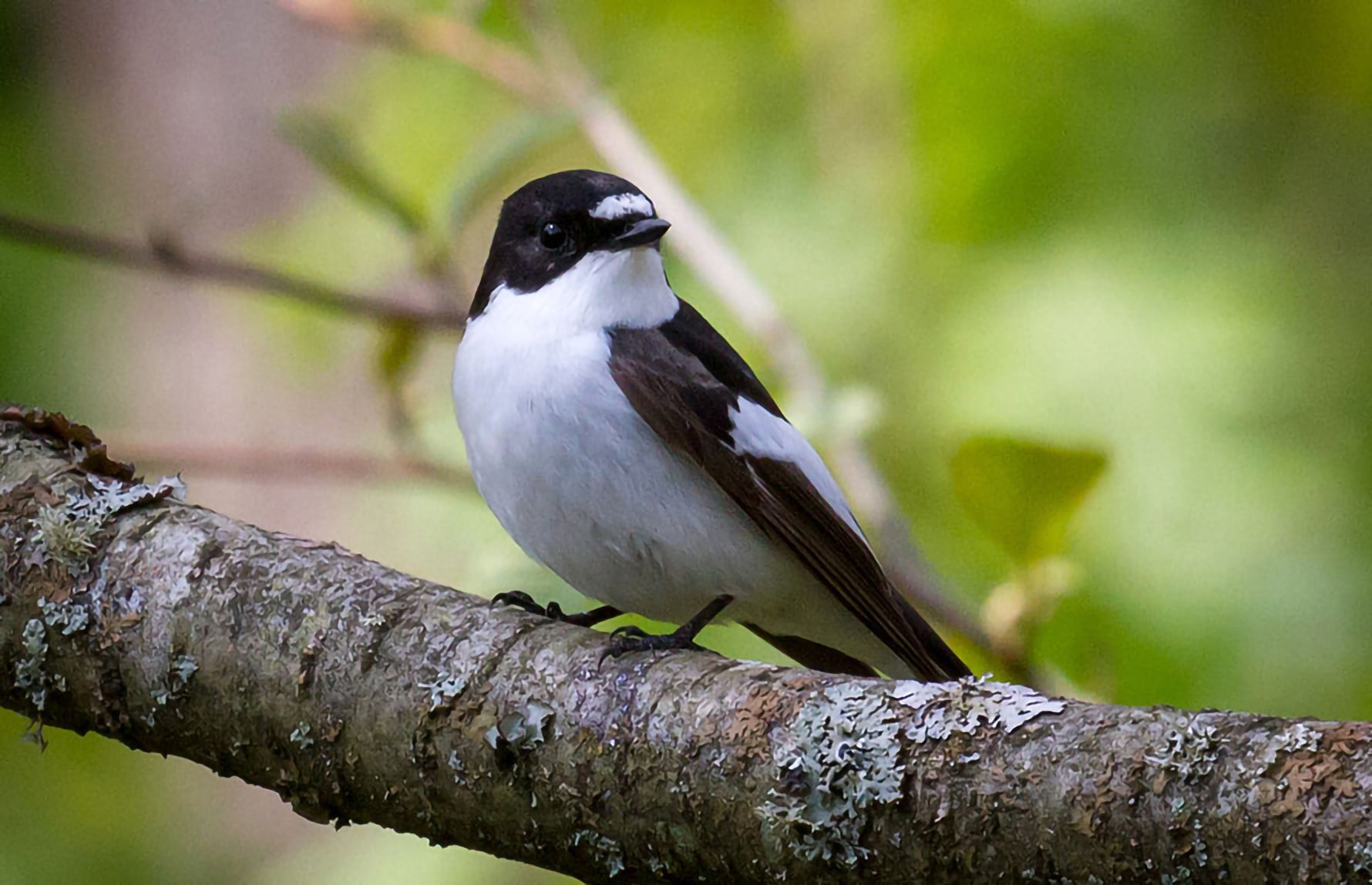 svart-hvit-fluesnapper