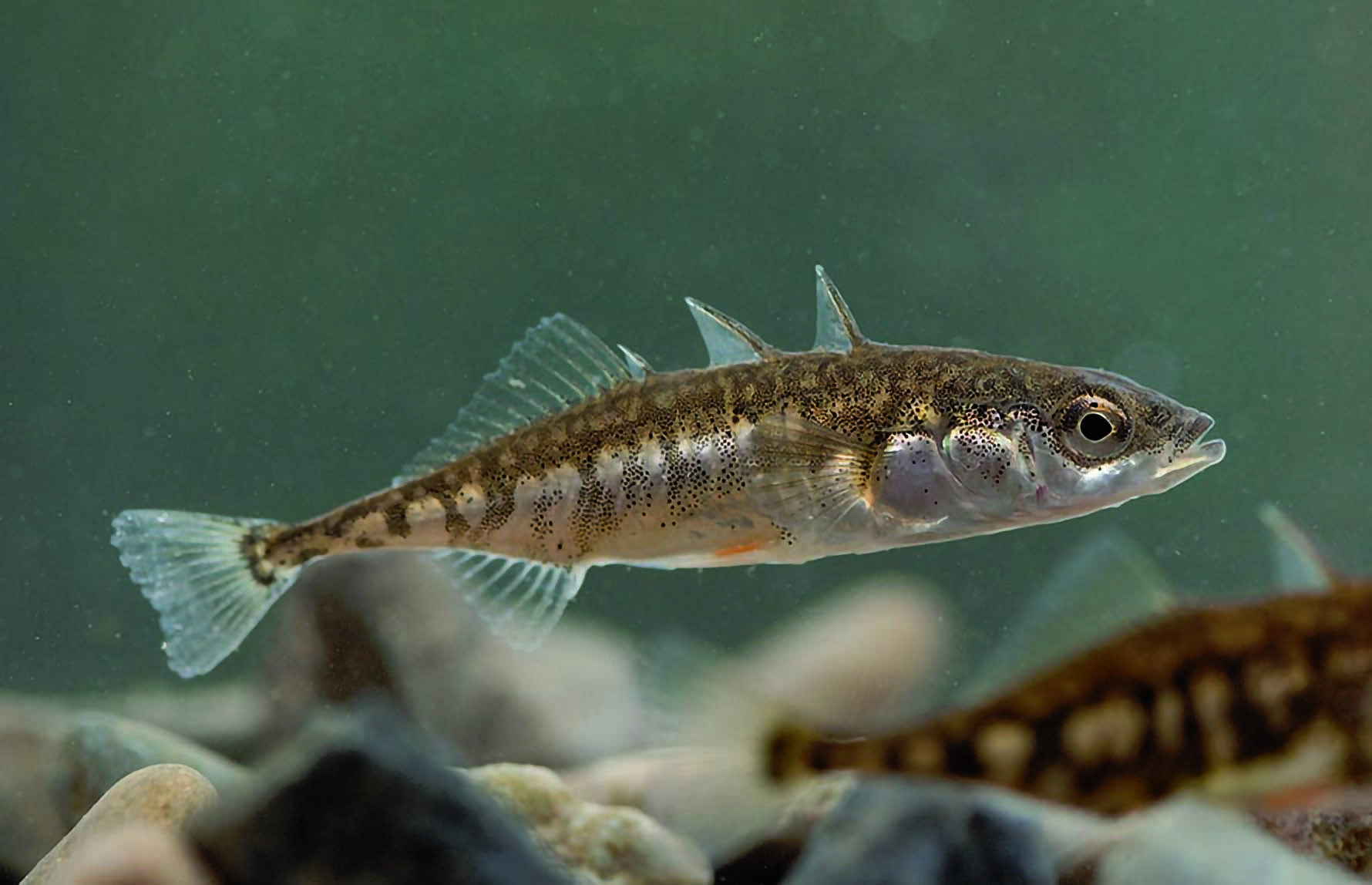 Trepigget stingsild_Gasterosteus aculeatus